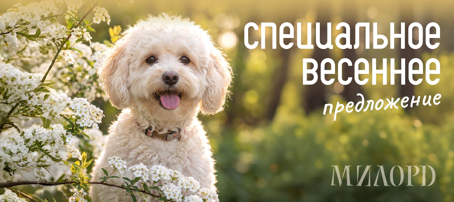 Груминг салоны МИЛОРД